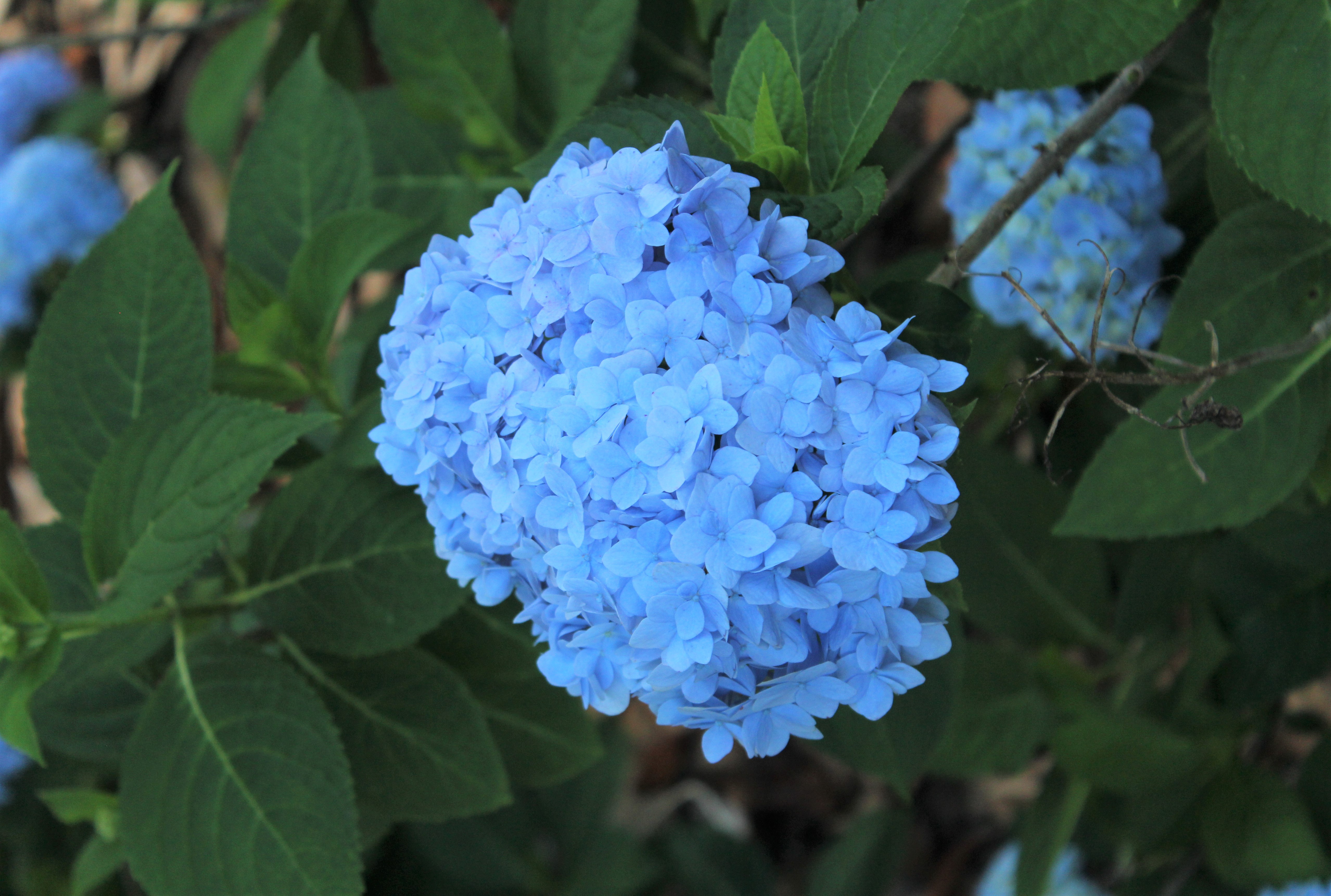 Hydrangea Nantucket Blue P18 MandyJPG
